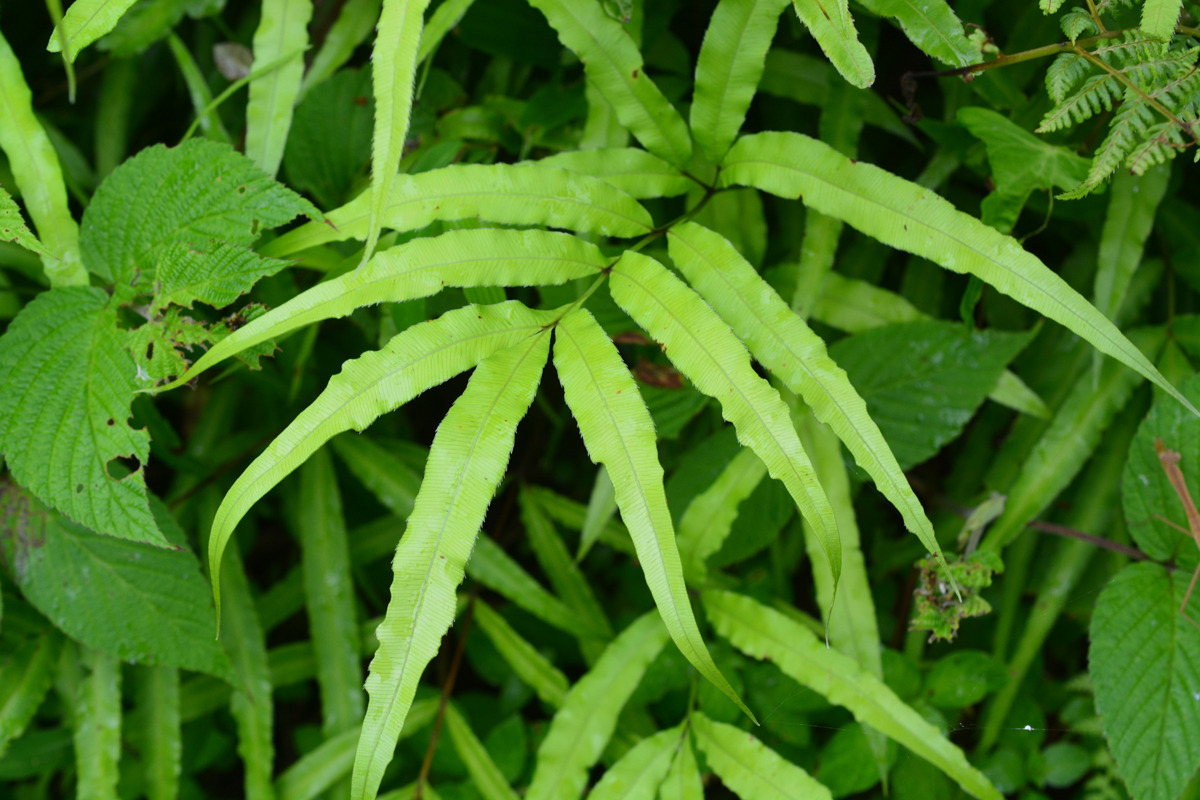 オオバトイノモトソウ オオバイノモトソウ: 多古町の自然