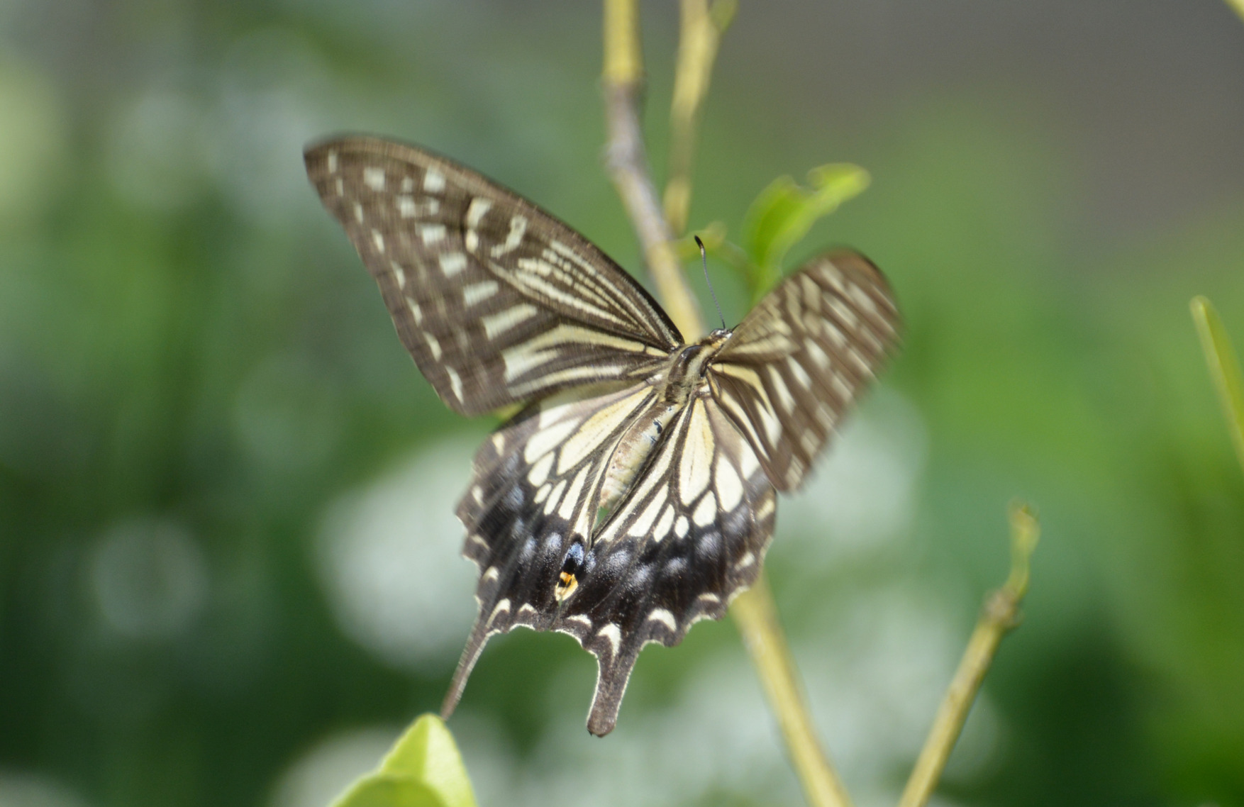 キアゲハ（1オス・中国/海南島産）